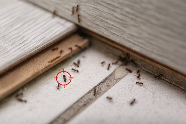 Professional Pest Control in Wood Dale, IL