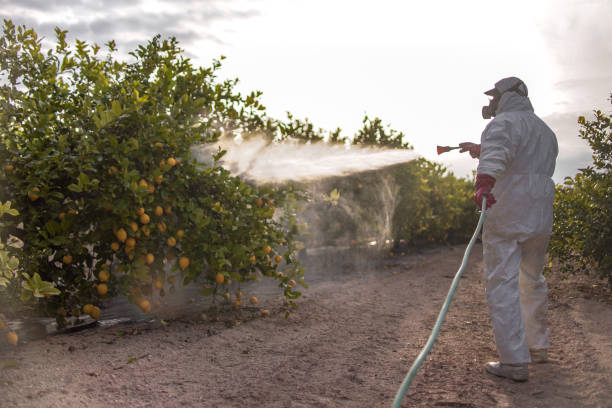 Best Emergency Pest Control  in Wood Dale, IL