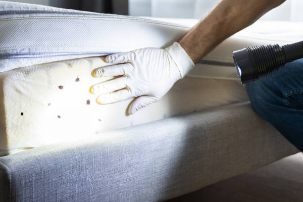 Best Pest Control Near Me  in Wood Dale, IL