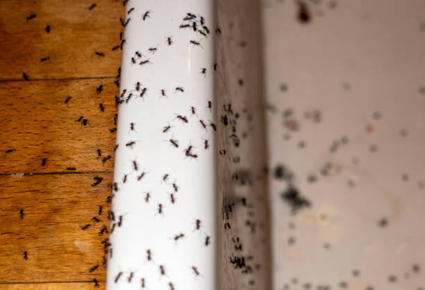 Best Flea Control Services  in Wood Dale, IL