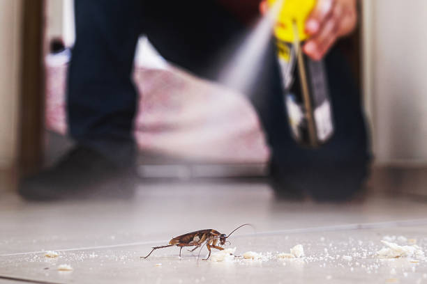 Best Affordable Pest Control Services  in Wood Dale, IL