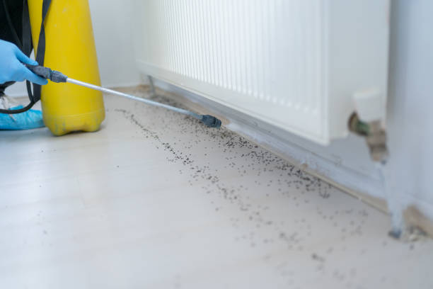 Best Cockroach Control Services  in Wood Dale, IL