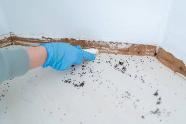 Best Residential Pest Control  in Wood Dale, IL